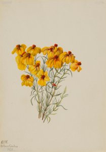 ジニア（Zinnia grandiflora）
