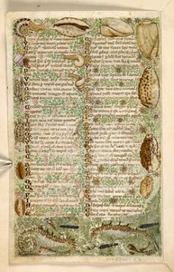 追加。 28841、f.3v：タツノオトシゴ、カタツムリ、貝殻、美徳と悪徳に関する論文、およびシチリアの匿名の散文史（断片）、c.1330-40（ベラム）