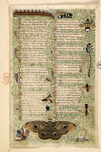 追加。 28841、f.4: ハチ、蛾、トンボ、毛虫、美徳と悪徳に関する論文、およびシチリアの匿名の散文史 (断片)、c.1330-40 (ベラム)