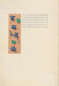 女王イザベラカトリック、スペイン女王の時間：フォル。 16v、ショートボーダー、c。 1500。 作： Master of the First Prayerbook of Maximillian