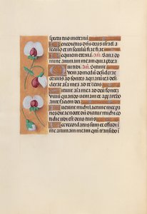 女王イザベラカトリック、スペイン女王の時間：フォル。 242v、c。 1500。 作： Master of the First Prayerbook of Maximillian