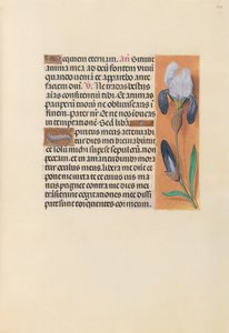 女王イザベラカトリック、スペイン女王の時間：フォル。 244r、c。 1500。 作： Master of the First Prayerbook of Maximillian