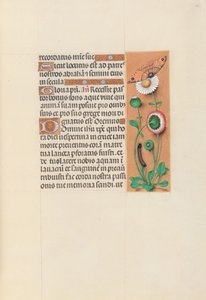 女王イザベラカトリック、スペイン女王の時間：フォル。 76r、c。 1500。 作： Master of the First Prayerbook of Maximillian