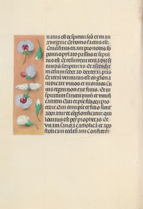 女王イザベラカトリック、スペイン女王の時間：フォル。 91v、c。 1500。 作： Master of the First Prayerbook of Maximillian