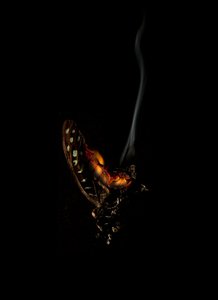 バーニングバタフライ5、2013（ラムダプリント） 作： マット・コリショー