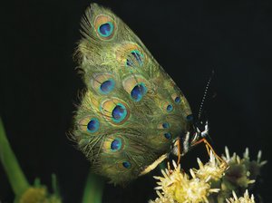 蝶と花, 2004 （デュラトランスペアレンシー、ライトボックス） 作： マット・コリショー