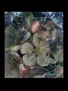 フレッシャーズ5 作： Mat Collishaw