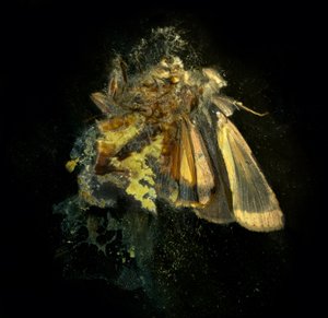 殺虫剤12 2006年（Cタイプ写真） 作： マット・コリショー