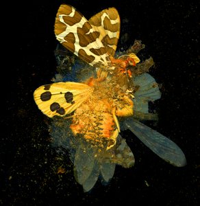 殺虫剤24 2008年（Cタイプ写真） 作： マット・コリショー