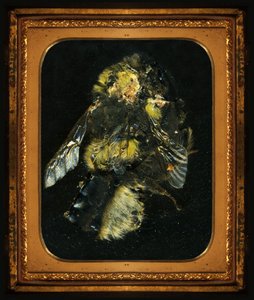 殺虫剤2、2006年（Cタイプ写真） 作： マット・コリショー