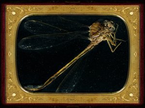 殺虫剤 2006年7月（Cタイプ写真） 作： マット・コリショー