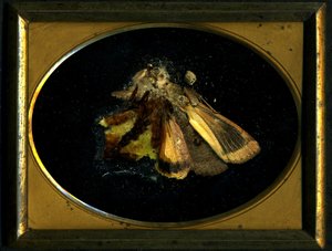 殺虫剤 8、2006（Cタイプ写真）