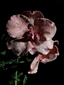 Venal Muse, Impetus, 2012 (樹脂、エナメル塗料、木、ガラス、スチール)