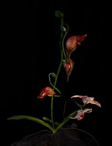 Venal Muse, Lafage, 2012 (樹脂、エナメル塗料、木、ガラス、スチール)