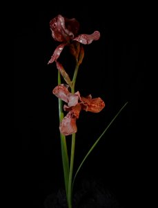 Venal Muse, Viridor, 2012 (樹脂、エナメル塗料、木、ガラス、スチール) 作： マット・コリショー