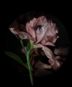 Venal Muse, Viridor, 2012 (樹脂、エナメル塗料、木、ガラス、スチール)