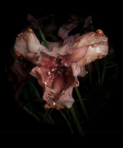 Venal Muse, Viridor, 2012 (樹脂、エナメル塗料、木、ガラス、スチール)