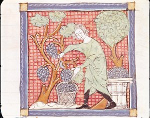 Fol.59r 9月：収穫 作： Matfre Ermengaut