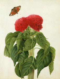 Celosia Argentea Cristata and Butterfly（WCとベラムの鉛筆でガッシュ）