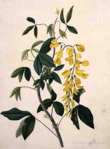 Laburnum Anagyroides (ベラムに鉛筆の上にガッシュ)