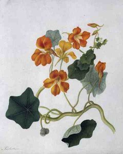 Tropaeolum (ヴェラムに鉛筆の上に水彩とガッシュ)