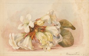 ボーモンティア」1880年頃（水彩画）