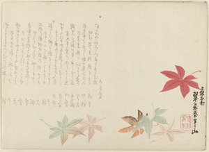 イロハモミジ 作： Matsukawa Hanzan