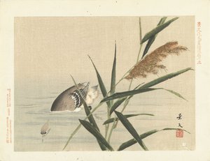 葦でのダイビング アヒル 景文の花鳥画 三部（連載タイトル） 景文課長画風講変 作： Matsumura Keibun