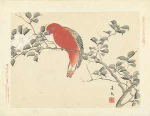 白い花を持つ枝に赤いオウム 景文の花鳥画 第三部（連載タイトル） 景文課長画風講変 作： Matsumura Keibun