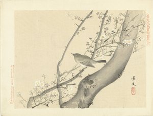 白い花を持つ木の鳥 景文の花鳥画 前編（連載タイトル） 景文課長画風全ペン