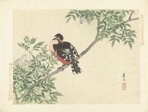 黒赤鳥 景文の花鳥スケッチ 前編（連載タイトル） 景文課長画風全ペン 作： Matsumura Keibun