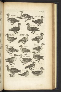 タブ 49、アヒル、「四足動物の自然史」のイラスト 作： Mattaus the Younger Merian