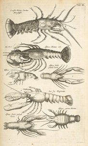 タブ II、ロブスター、「四足動物の自然史」のイラスト 作： Mattaus the Younger Merian