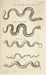 タブ II、ヘビ、「四足動物の自然史」のイラスト 作： Mattaus the Younger Merian