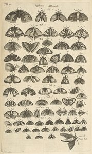 タブ。 IV、蝶と蛾、「四足動物の自然史」の挿絵 作： Mattaus the Younger Merian