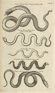 タブ IX、ウミヘビ、「四足動物の自然史」のイラスト 作： Mattaus the Younger Merian