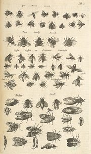 タブ I、ミツバチとスズメバチ、「四足動物の自然史」のイラスト 作： Mattaus the Younger Merian