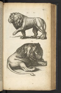 タブ L、ライオン、「四足動物の自然史」のイラスト 作： Mattaus the Younger Merian