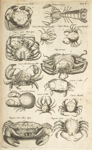 タブ V、カニ、「四足動物の自然史」のイラスト 作： Mattaus the Younger Merian