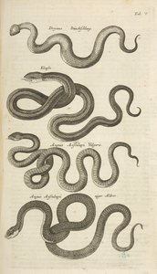 タブ V、ヘビ、「四足動物の自然史」のイラスト 作： Mattaus the Younger Merian