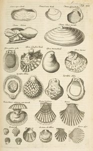 タブ XIV、さまざまな貝殻、「Historiæ naturalus de quadrupetibus」のイラスト 作： Mattaus the Younger Merian