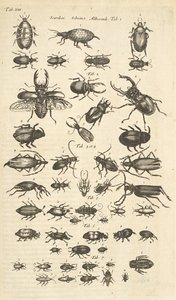 タブ13、カブトムシ、クアドルーツの自然史から 作： Mattaus the Younger Merian