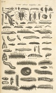 タブ XIX、毛虫、「四足動物の自然史」のイラスト
