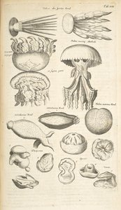 タブ XIX、クラゲ、ナマコ、その他の海洋生物、「四足動物の自然史」のイラスト 作： Mattaus the Younger Merian