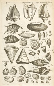 タブ XI、さまざまな貝殻、「四足動物の自然史」のイラスト 作： Mattaus the Younger Merian
