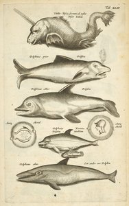 タブ 43、イルカ、「四足動物の自然史」のイラスト 作： Mattaus the Younger Merian
