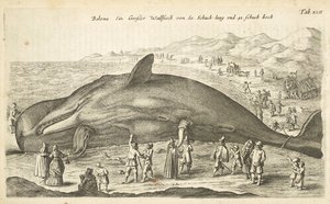 Tab XLII、クジラ、「Historiænaturalus de quadrupetebus」のイラスト 作： Mattaus the Younger Merian