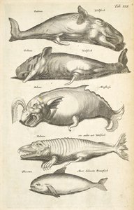 Tab XLI、クジラ、「Historiænaturale de quadrupetibus」のイラスト