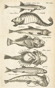 タブ 47、魚種、「四足動物の自然史」のイラスト 作： Mattaus the Younger Merian