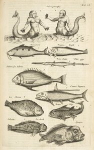 タブ 40、擬人化。 マーメイド; マーマン; 熱帯魚、「四足動物の自然史」よりイラスト 作： Mattaus the Younger Merian